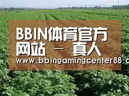 种植基地五(图1)
