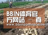 种植基地八